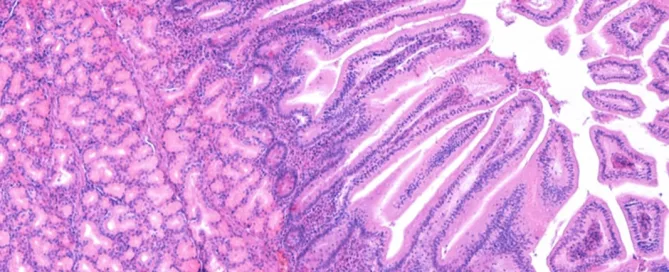 Biospecimen Slide Image
